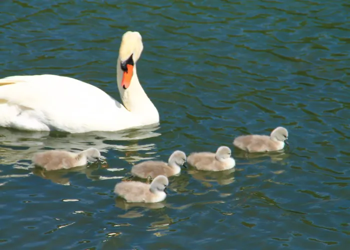 Hotel Moselhotel & Restaurant Zur Traube Gmbh 2*